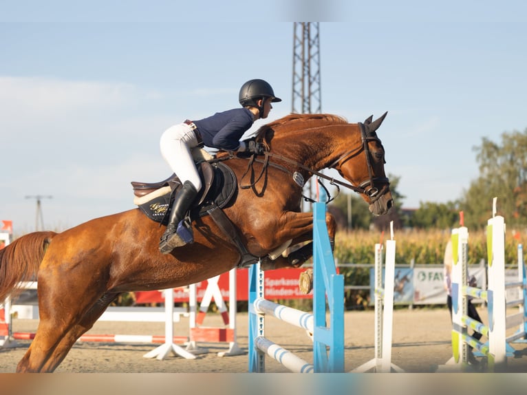 Hannoveraan Merrie 16 Jaar 163 cm Vos in Raddestorf