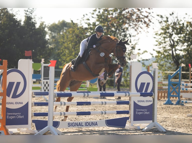 Hannoveraan Merrie 16 Jaar 163 cm Vos in Raddestorf