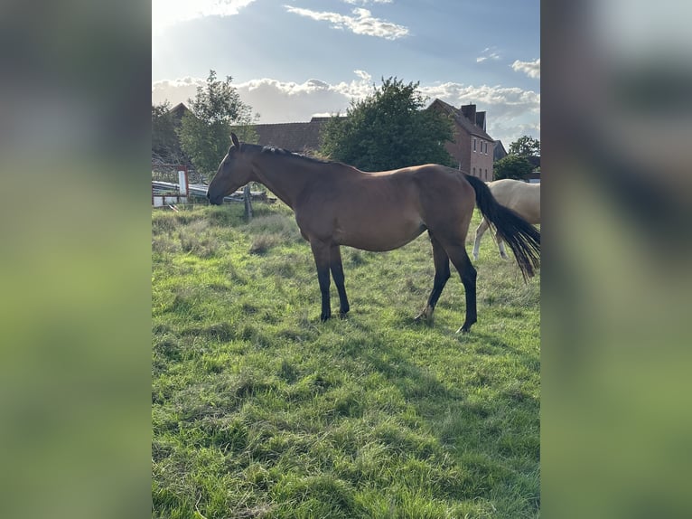 Hannoveraan Merrie 16 Jaar 164 cm Bruin in Wahrenholz