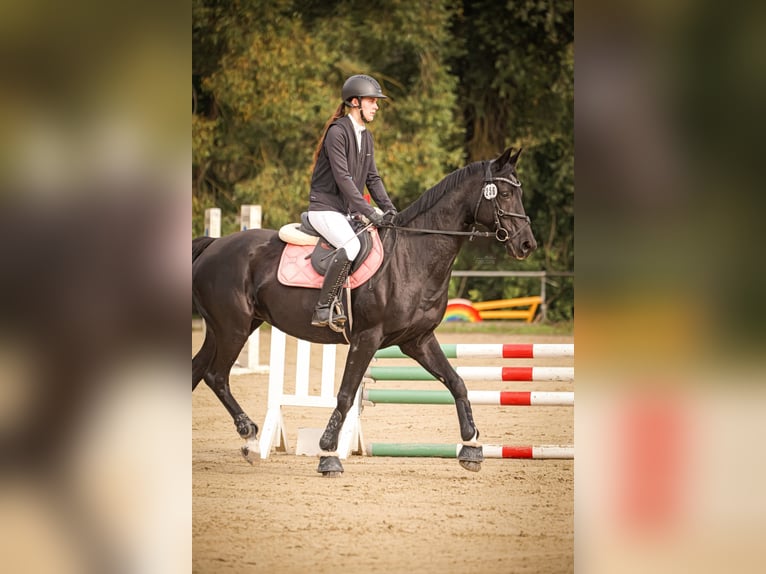 Hannoveraan Merrie 16 Jaar 164 cm Zwart in Baunatal
