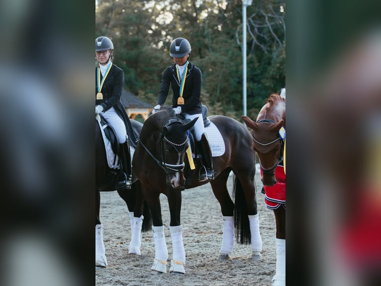 Hannoveraan Merrie 16 Jaar 165 cm Donkerbruin in Mistelbach