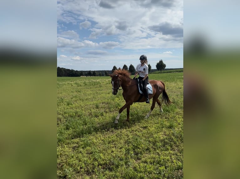 Hannoveraan Merrie 16 Jaar 165 cm Vos in Tauche