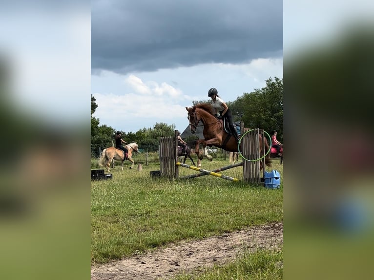 Hannoveraan Merrie 16 Jaar 165 cm Vos in Tauche