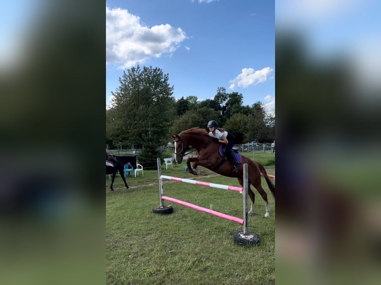 Hannoveraan Merrie 16 Jaar 165 cm Vos in Tauche