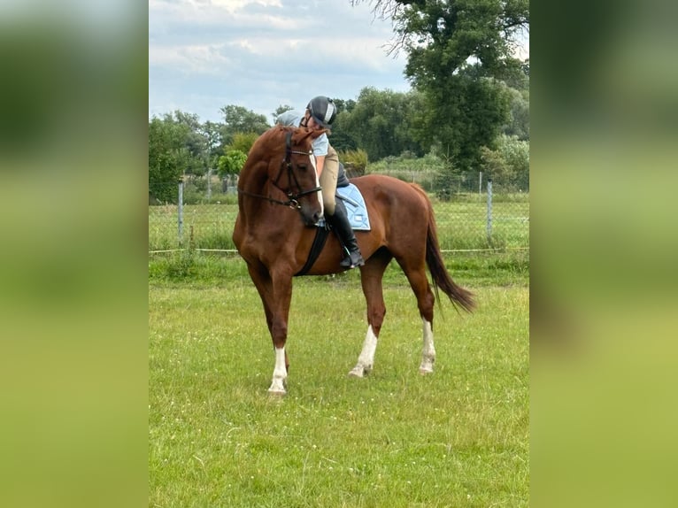 Hannoveraan Merrie 16 Jaar 165 cm Vos in Tauche