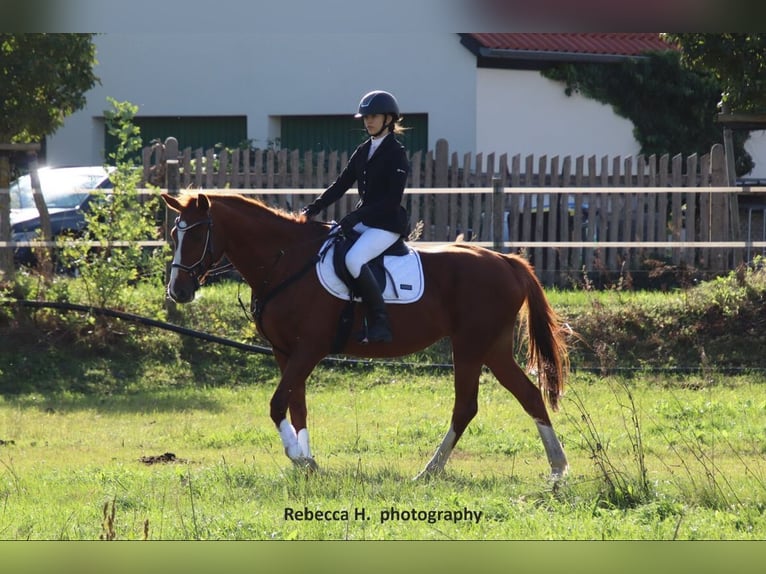 Hannoveraan Merrie 16 Jaar 165 cm Vos in Tauche