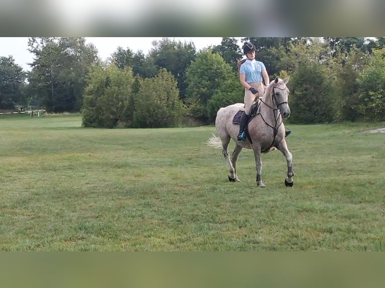 Hannoveraan Merrie 16 Jaar 166 cm Appelschimmel in Großheide Berumerfehn