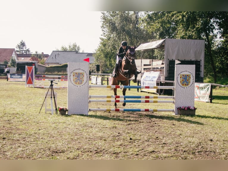 Hannoveraan Merrie 16 Jaar 166 cm Bruin in Cremlingen