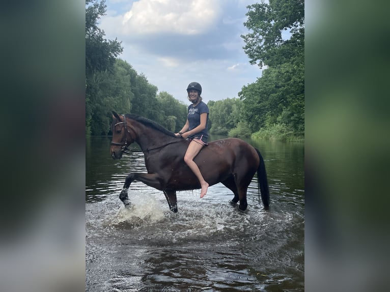 Hannoveraan Merrie 16 Jaar 166 cm Bruin in Cremlingen