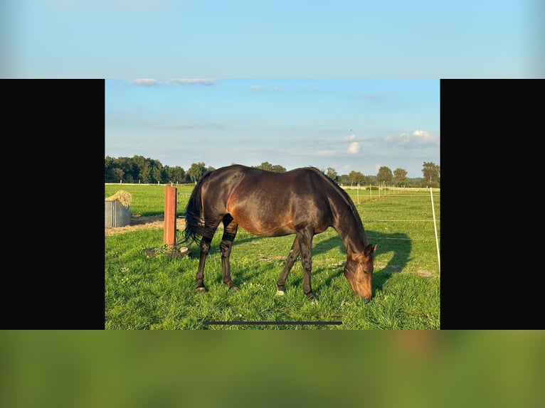 Hannoveraan Merrie 16 Jaar 166 cm Donkerbruin in Langwedel