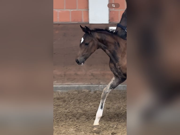 Hannoveraan Merrie 16 Jaar 166 cm Donkerbruin in Langwedel