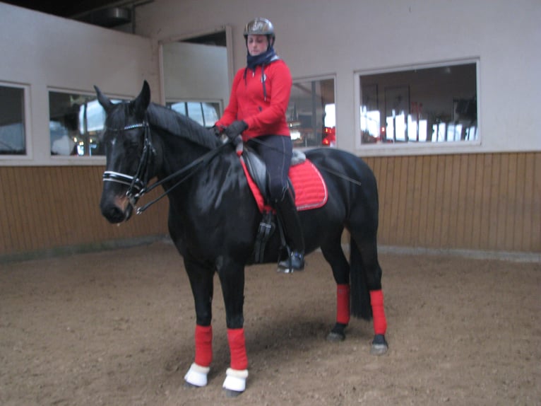 Hannoveraan Merrie 16 Jaar 166 cm Zwartbruin in Wartenberg