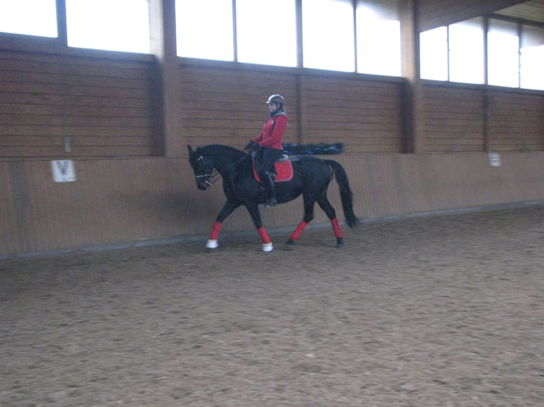 Hannoveraan Merrie 16 Jaar 166 cm Zwartbruin in Wartenberg