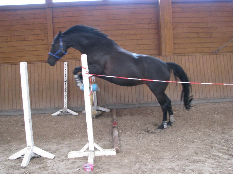 Hannoveraan Merrie 16 Jaar 166 cm Zwartbruin in Wartenberg