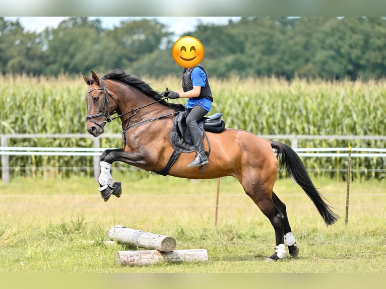 Hannoveraan Merrie 16 Jaar 167 cm Bruin in Wasbüttel