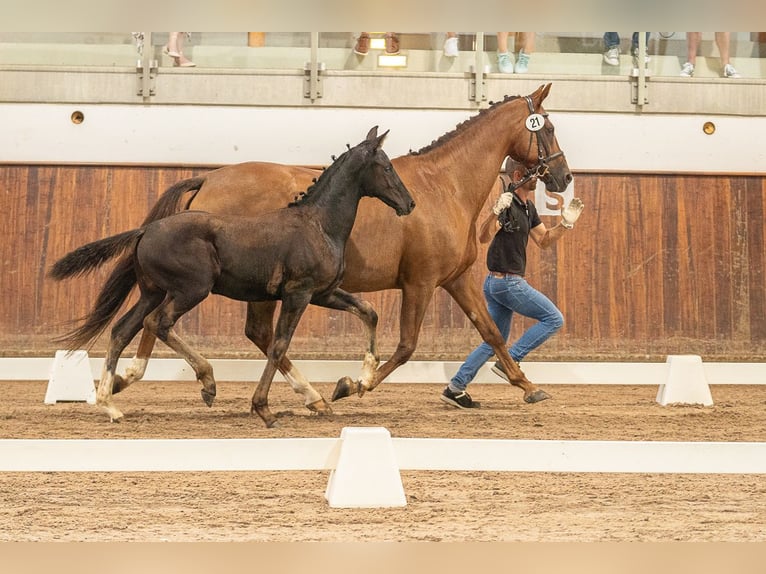 Hannoveraan Merrie 16 Jaar 167 cm Donkere-vos in Herren-Sulzbach