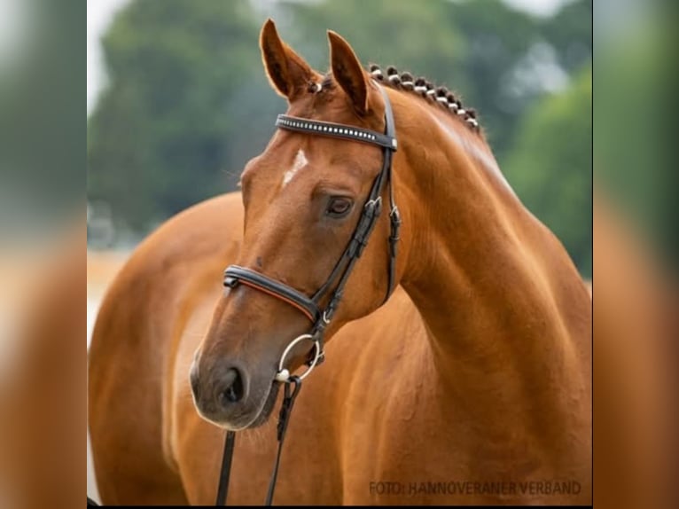 Hannoveraan Merrie 16 Jaar 167 cm Donkere-vos in Herren-Sulzbach