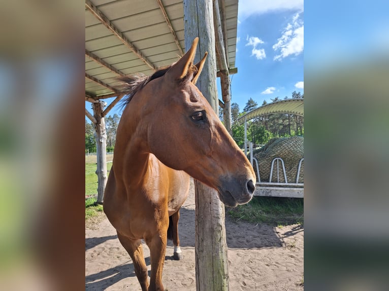 Hannoveraan Merrie 16 Jaar 167 cm Donkere-vos in Vastorf