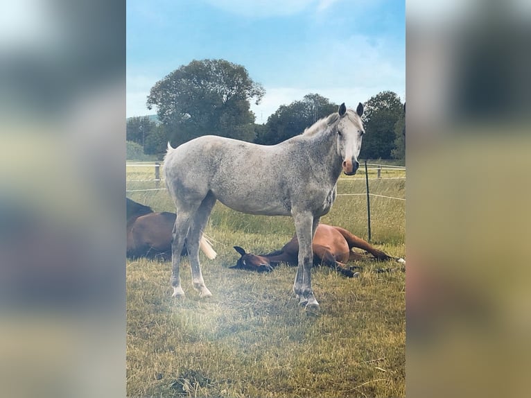 Hannoveraan Merrie 16 Jaar 167 cm Vliegenschimmel in Borken