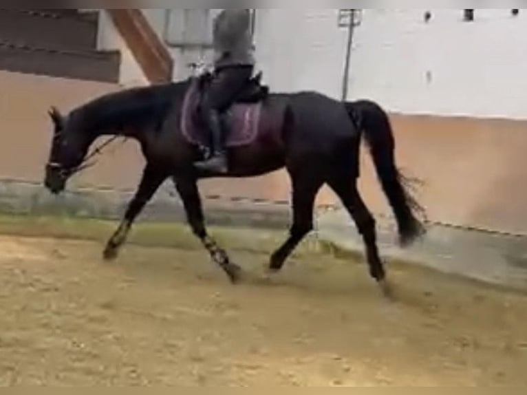 Hannoveraan Merrie 16 Jaar 167 cm Zwart in Paderborn