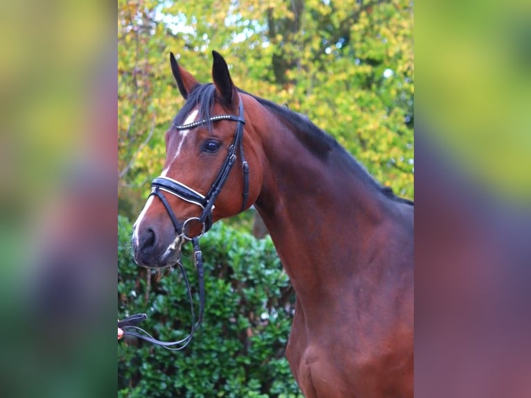 Hannoveraan Merrie 16 Jaar 168 cm Bruin in Selsingen