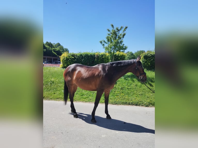 Hannoveraan Merrie 16 Jaar 168 cm Donkerbruin in Wuppertal