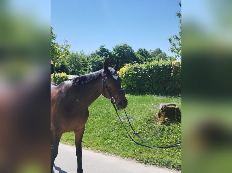 Hannoveraan Merrie 16 Jaar 168 cm Donkerbruin in Wuppertal