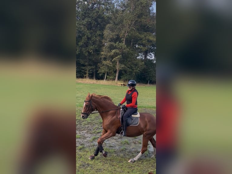 Hannoveraan Merrie 16 Jaar 168 cm Vos in Langenhagen