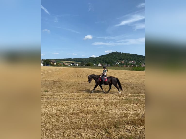 Hannoveraan Merrie 16 Jaar 168 cm Zwart in KasselKassel