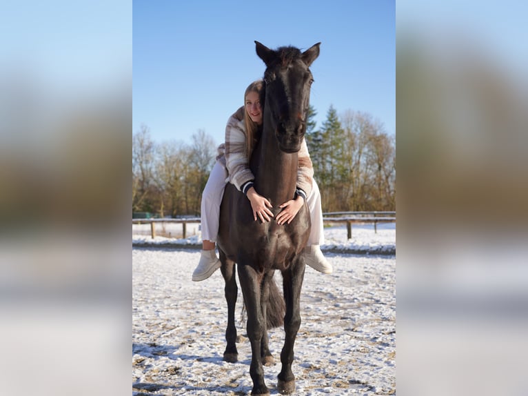 Hannoveraan Merrie 16 Jaar 168 cm Zwartbruin in Loxstedt
