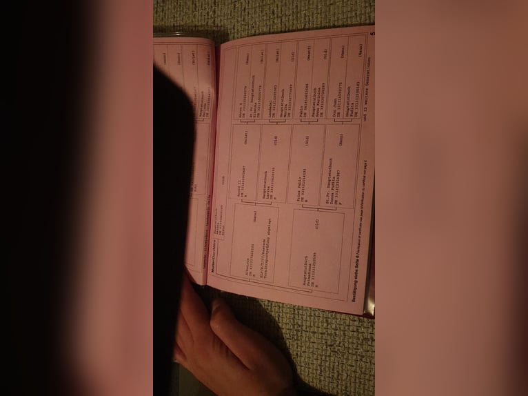 Hannoveraan Merrie 16 Jaar 169 cm Donkerbruin in Mesum