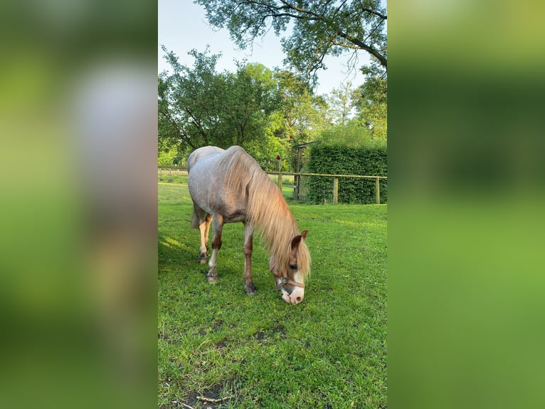 Hannoveraan Merrie 16 Jaar 170 cm Bruin in Oyten