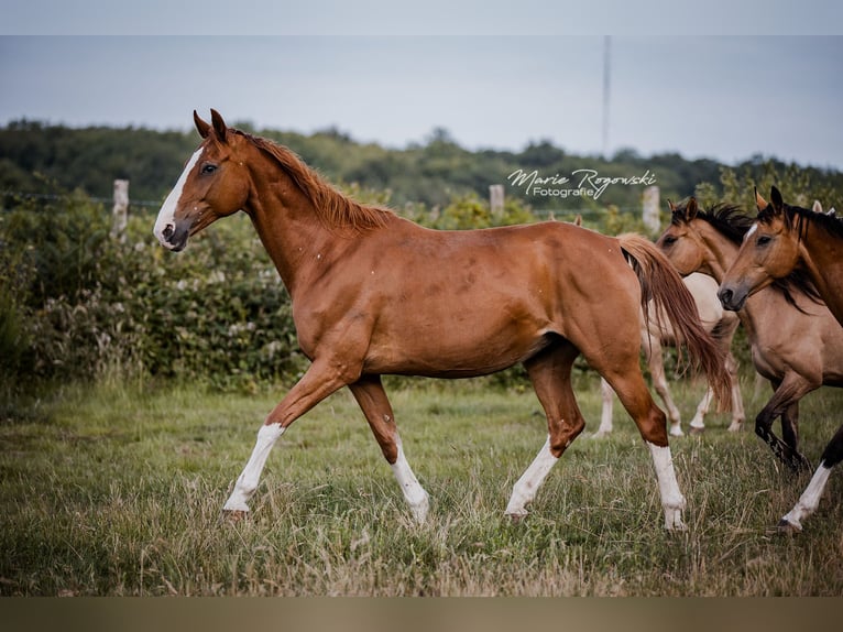 Hannoveraan Merrie 16 Jaar 170 cm Vos in Beaumont pied-de-boeuf