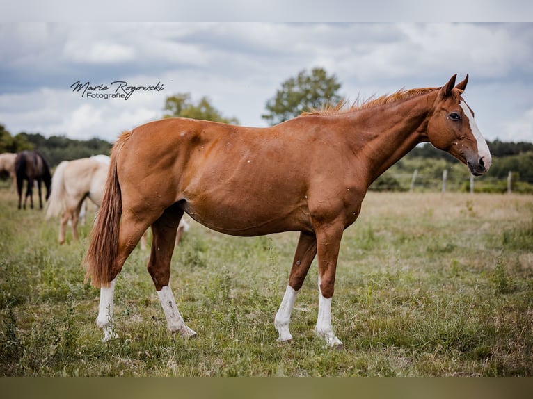Hannoveraan Merrie 16 Jaar 170 cm Vos in Beaumont pied-de-boeuf
