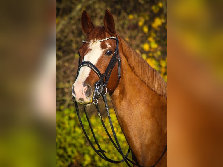 Hannoveraan Merrie 16 Jaar 170 cm Vos in Tröstau