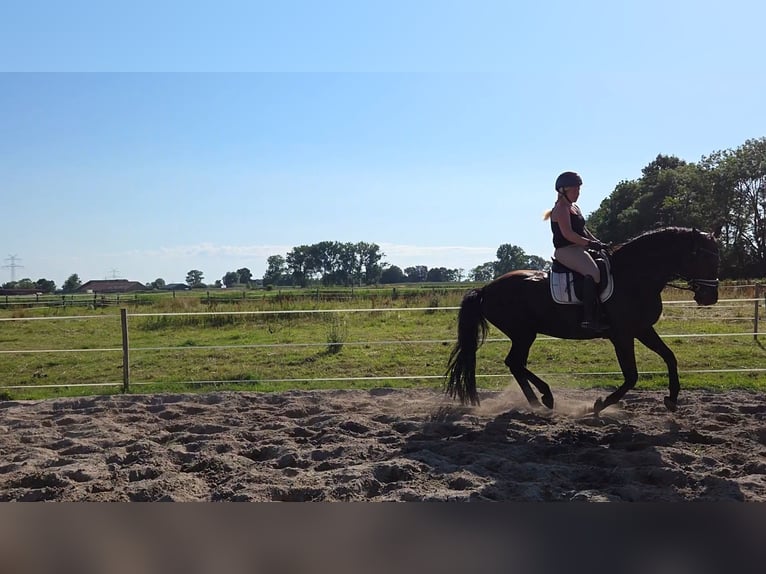 Hannoveraan Merrie 16 Jaar 170 cm Zwart in Leer (Ostfriesland)