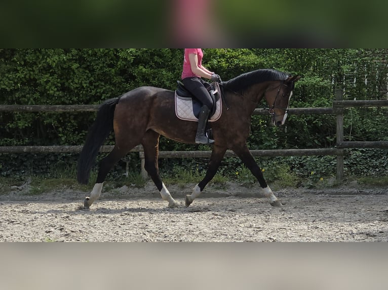 Hannoveraan Merrie 16 Jaar 172 cm Donkerbruin in Wachtendonk