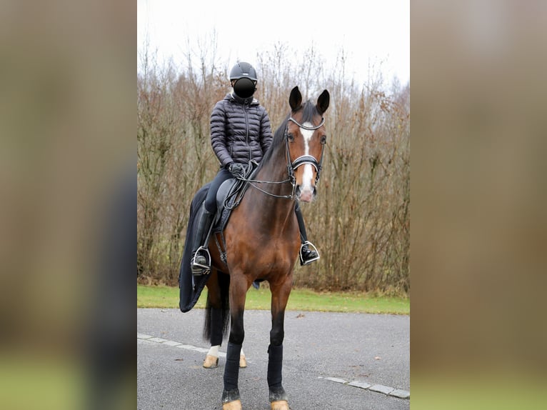 Hannoveraan Merrie 16 Jaar 172 cm Donkerbruin in Kumhausen