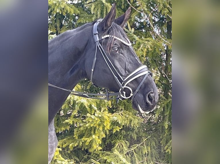 Hannoveraan Merrie 16 Jaar 172 cm Zwart in Drackenstein
