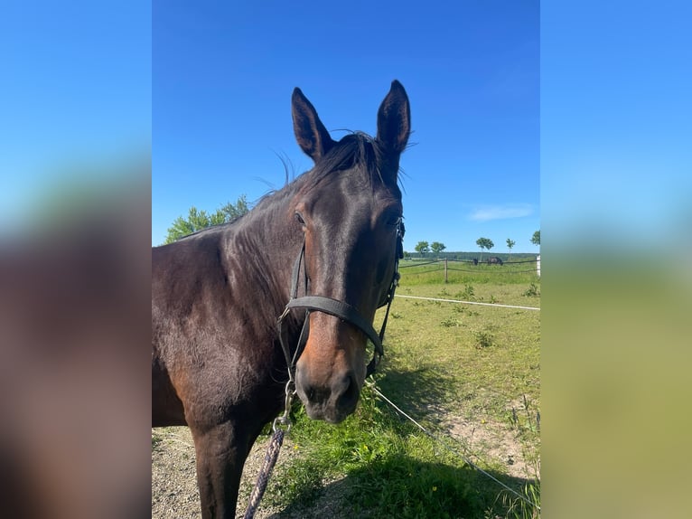 Hannoveraan Merrie 16 Jaar 174 cm Bruin in L&#xFC;gde