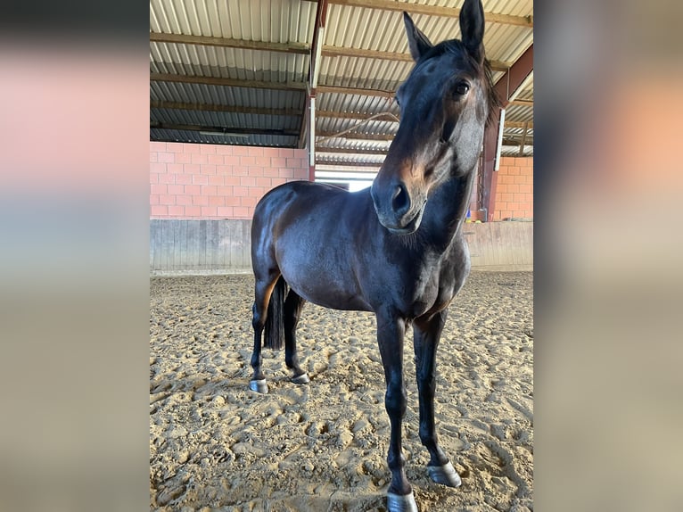 Hannoveraan Merrie 16 Jaar 174 cm Bruin in L&#xFC;gde