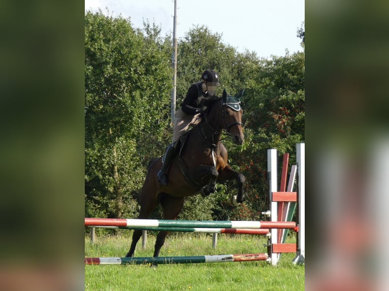 Hannoveraan Merrie 16 Jaar 174 cm Bruin in Lamstedt