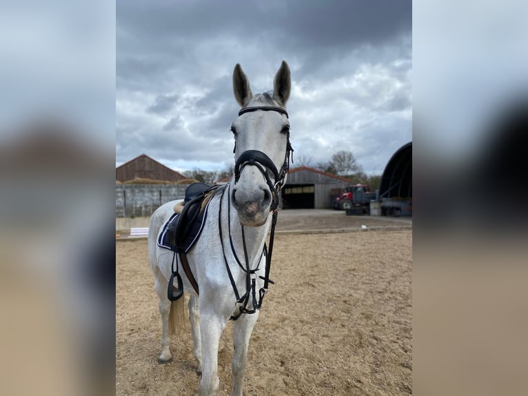 Hannoveraan Merrie 16 Jaar 183 cm Appelschimmel in Berlin