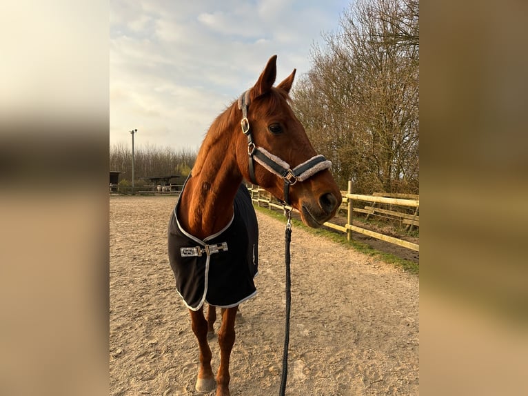 Hannoveraan Merrie 17 Jaar 158 cm Vos in Mettingen