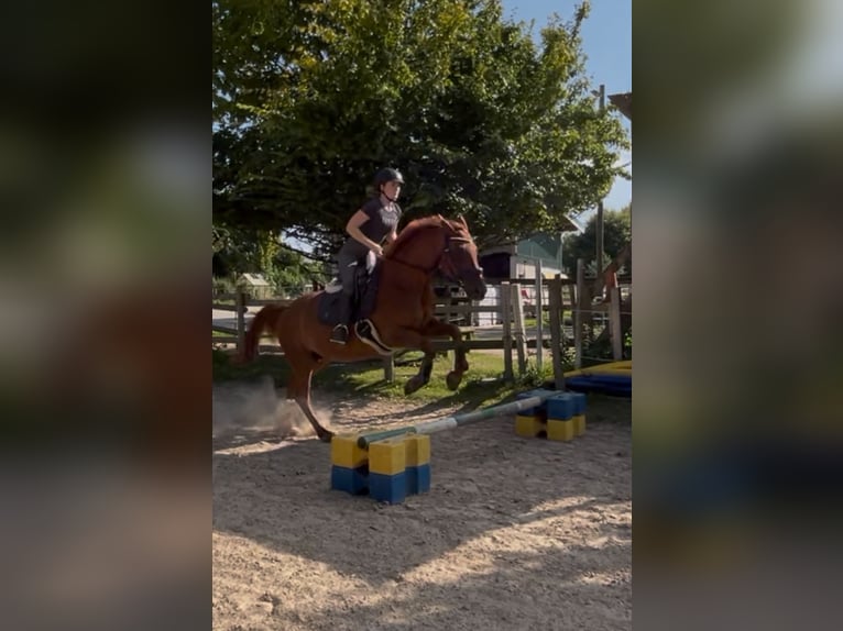Hannoveraan Merrie 17 Jaar 158 cm Vos in Mettingen