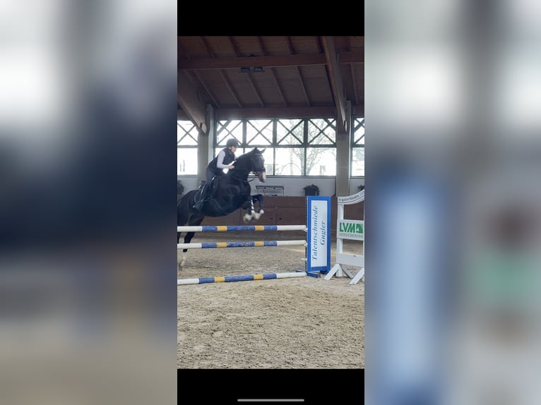 Hannoveraan Merrie 17 Jaar 164 cm Donkerbruin in Elsendorf