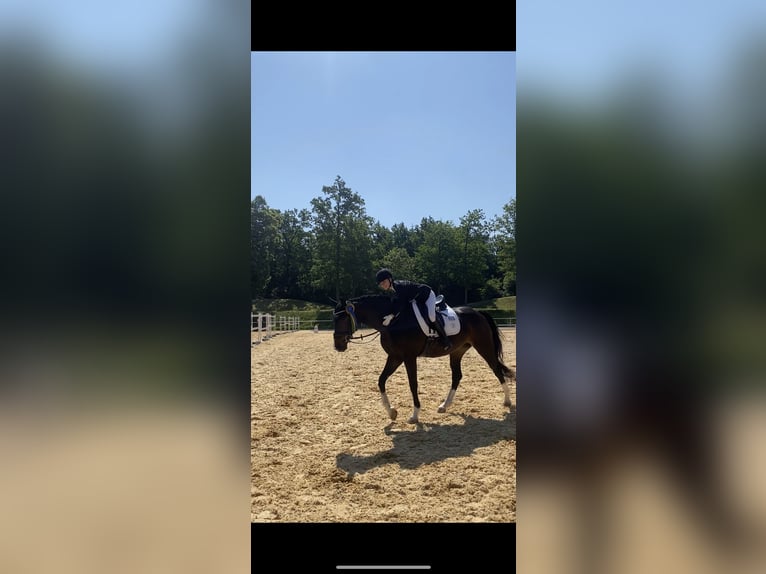 Hannoveraan Merrie 17 Jaar 164 cm Donkerbruin in Elsendorf