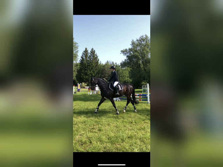 Hannoveraan Merrie 17 Jaar 164 cm Donkerbruin in Elsendorf