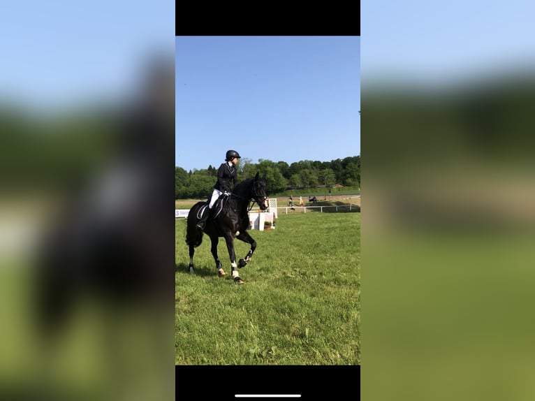 Hannoveraan Merrie 17 Jaar 164 cm Donkerbruin in Elsendorf