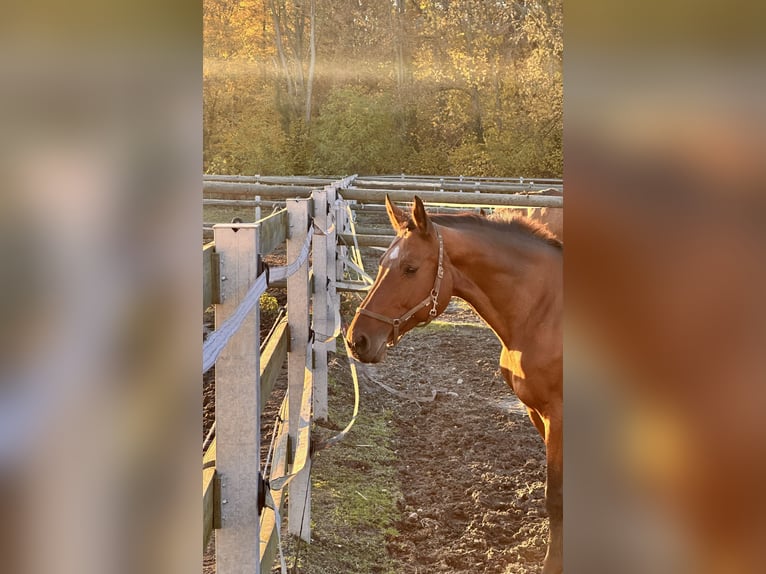 Hannoveraan Merrie 17 Jaar 165 cm Bruin in Leipzig